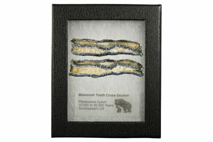 Mammoth Molar Slices With Case - South Carolina #349949